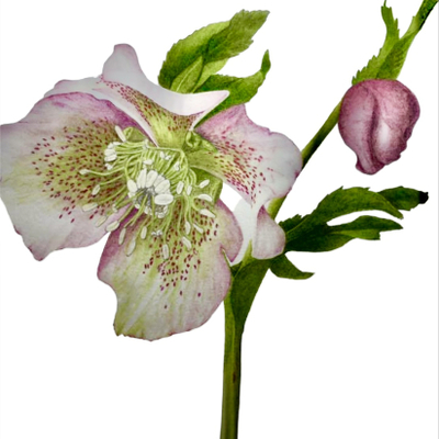 Artist image