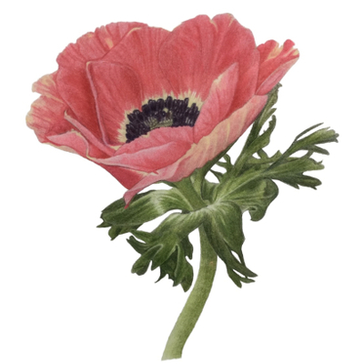 Artist image