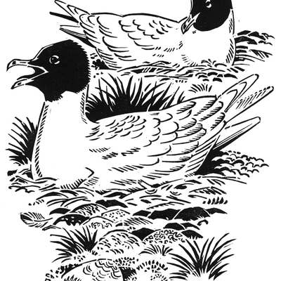 Artist image