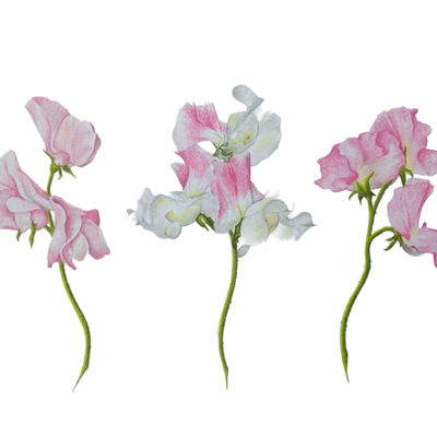 Artist image